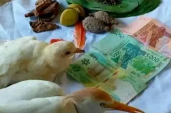 GRAND MATRE MARABOUT AFRICAIN DE RENOMME SIKILI MOUSSA.